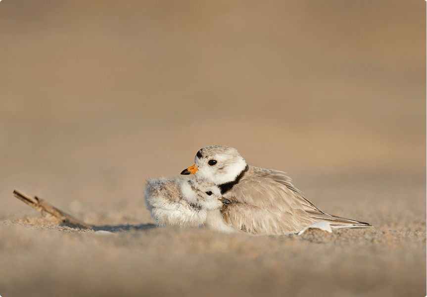 Collaborative Support 